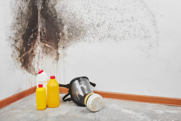 Reliable Hopkinsville, KY Mold Removal Solutions