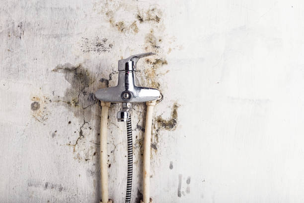 Best Certified Mold Removal  in Hopkinsville, KY