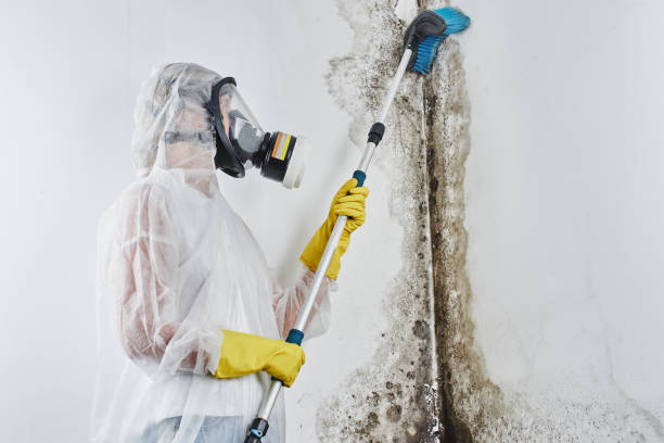 Office Mold Removal Services in Hopkinsville, KY