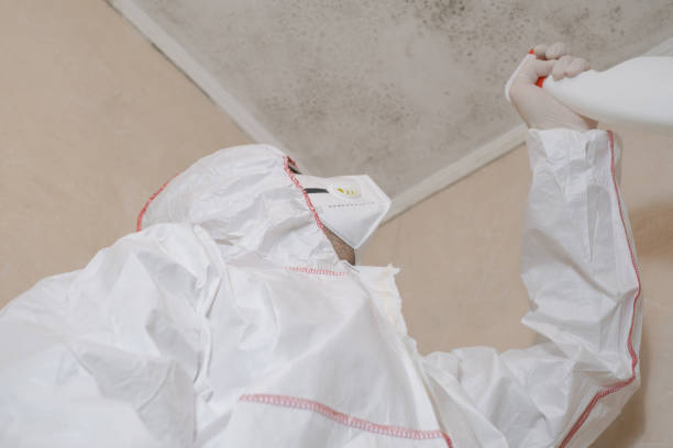 Best Same-Day Mold Removal  in Hopkinsville, KY