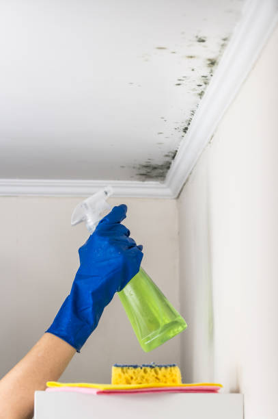 Reliable Hopkinsville, KY Mold Removal Solutions